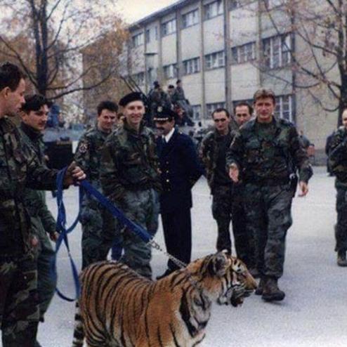 호랑이를 데리고 다닌 크로아티아 육군 부대